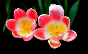 Tulip petals macro photography, pink flowers wallpaper thumb
