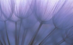 Purple Macro Plant HD wallpaper thumb