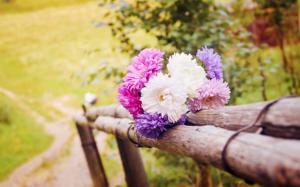 Flowers on the fence wallpaper thumb