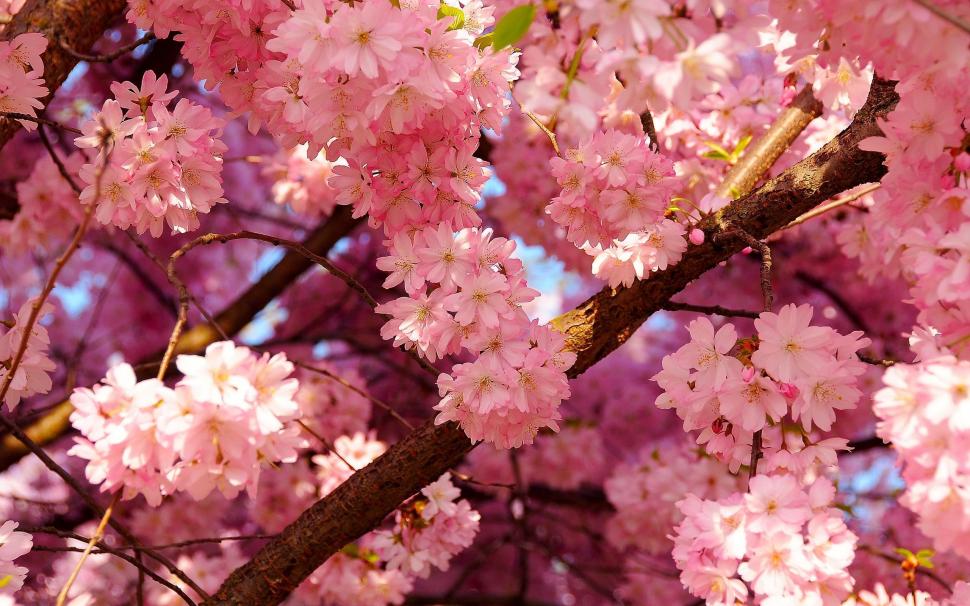 Pink Cherry Blossom wallpaper,flower HD wallpaper,nature HD wallpaper,pink HD wallpaper,cherry HD wallpaper,blossom HD wallpaper,2560x1600 wallpaper