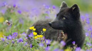 Black Arctic fox, plants, flowers, grass wallpaper thumb