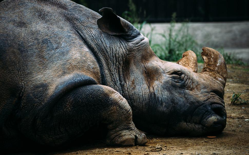 Rhino Rhinoceros HD wallpaper,animals HD wallpaper,rhino HD wallpaper,rhinoceros HD wallpaper,2560x1600 wallpaper