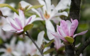 Magnolias wallpaper thumb