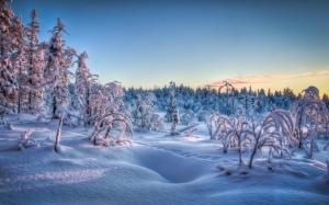 Winter Trees Forest Snow Landscape Free Pictures wallpaper thumb