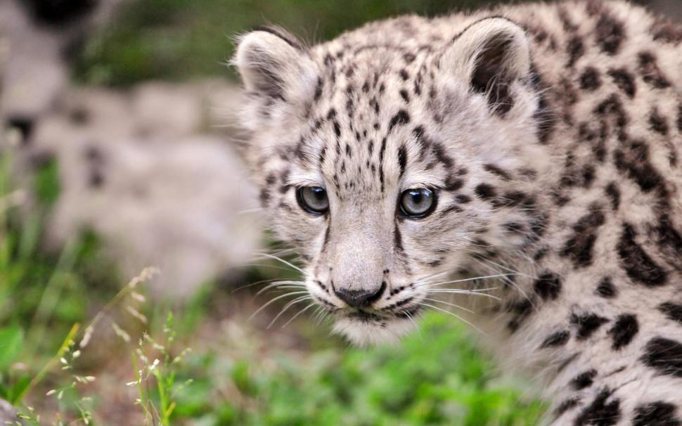 Kailash - Young Female Snow Leopard wallpaper,endangered HD wallpaper,snow leopard HD wallpaper,leopard HD wallpaper,pretty HD wallpaper,wild HD wallpaper,beautiful HD wallpaper,big cat HD wallpaper,animals HD wallpaper,1920x1200 wallpaper