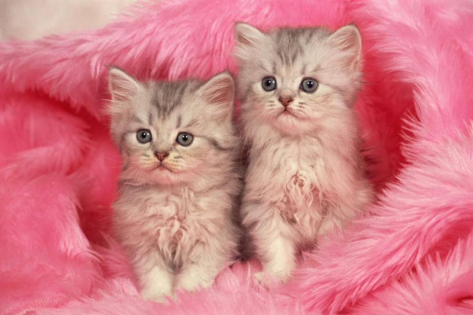Two kittens in pink blanket wallpaper,kittens HD wallpaper,pink HD wallpaper,blanket HD wallpaper,animals HD wallpaper,1999x1333 wallpaper