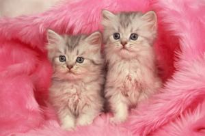Two kittens in pink blanket wallpaper thumb