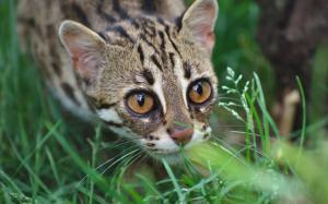 Wild cat, leopard, predator, grass wallpaper thumb