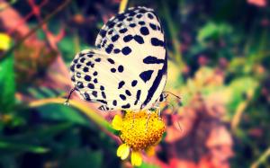 White Violet Butterfly wallpaper thumb