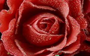 Dewy Red Rose wallpaper thumb