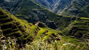 Rice Philippines Asia Ancient Terraces Wide Resolution wallpaper thumb