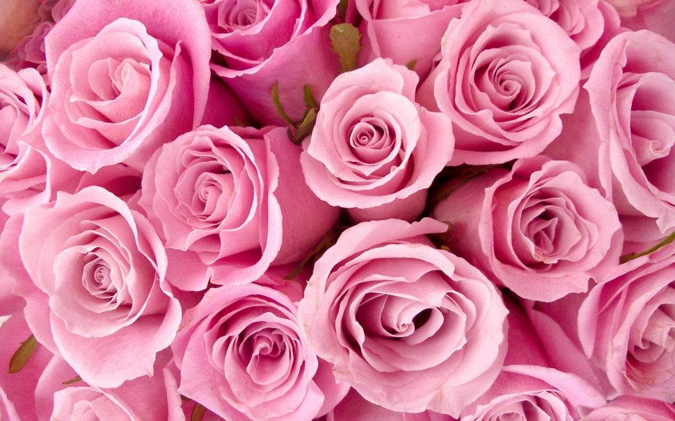 Special Pink Roses wallpaper,pink HD wallpaper,roses HD wallpaper,special HD wallpaper,flowers HD wallpaper,2560x1600 wallpaper