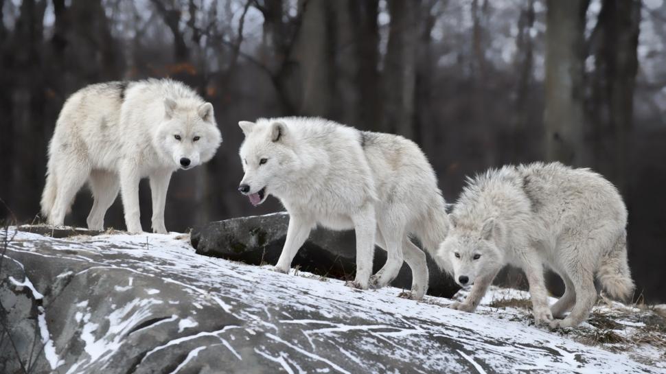 White Wolf, Wolves, Animals, Winter, Snow wallpaper,white wolf HD wallpaper,wolves HD wallpaper,animals HD wallpaper,winter HD wallpaper,snow HD wallpaper,1920x1080 wallpaper