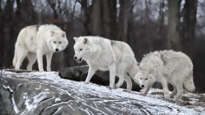 White Wolf, Wolves, Animals, Winter, Snow wallpaper thumb