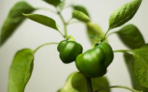 plant, leaves, green, paprika, pepper, grow wallpaper thumb