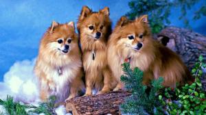 3 Pomeranian Dogs wallpaper thumb