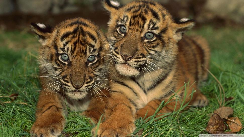 Gorgeous Sumatran Tiger Cubs wallpaper,gorgeous HD wallpaper,sumatran HD wallpaper,cats HD wallpaper,pretty HD wallpaper,tiger cubs HD wallpaper,beautiful HD wallpaper,animals HD wallpaper,1920x1080 wallpaper