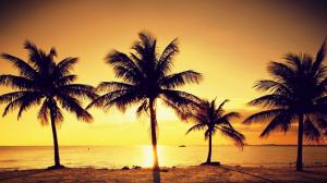 Beach Palms At Sunset wallpaper thumb
