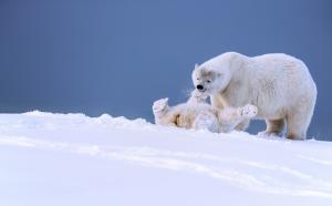Polar bears in Alaska wallpaper thumb