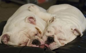Cute Little Dogs Sleeping wallpaper thumb