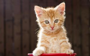 Kitten look, blurred background wallpaper thumb