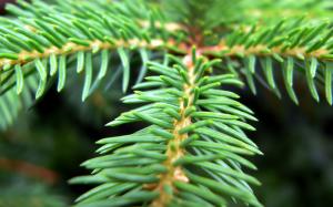Macro Pine Tree Pine HD wallpaper thumb