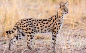 Animal serval, wildlife wallpaper thumb