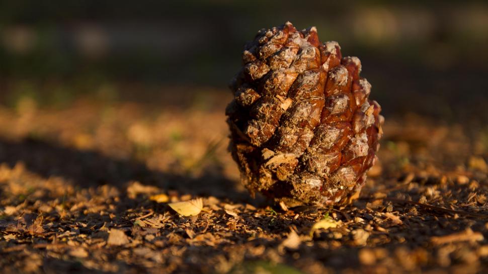 Pine cones on the ground wallpaper,Pine HD wallpaper,Cones HD wallpaper,Ground HD wallpaper,3840x2160 wallpaper