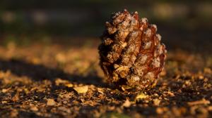 Pine cones on the ground wallpaper thumb
