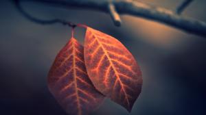Leaves Autumn Macro HD wallpaper thumb