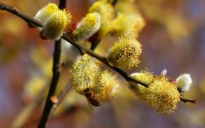 Willow bud in the spring, busy bees wallpaper thumb
