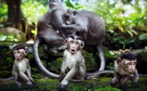 Funny 3 Monkeys wallpaper thumb