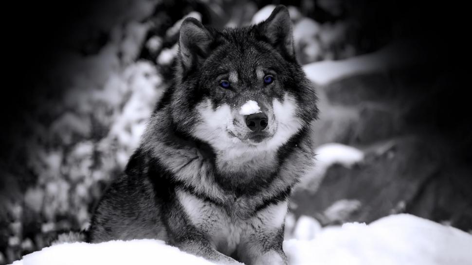 Wolf in Snow HD wallpaper,feline HD wallpaper,snow HD wallpaper,wolf HD wallpaper,1920x1080 wallpaper