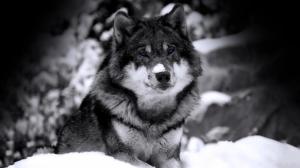 Wolf in Snow HD wallpaper thumb