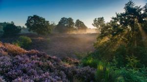 Veluwezoom National Park, Netherlands, heather, trees, sun rays, dawn wallpaper thumb