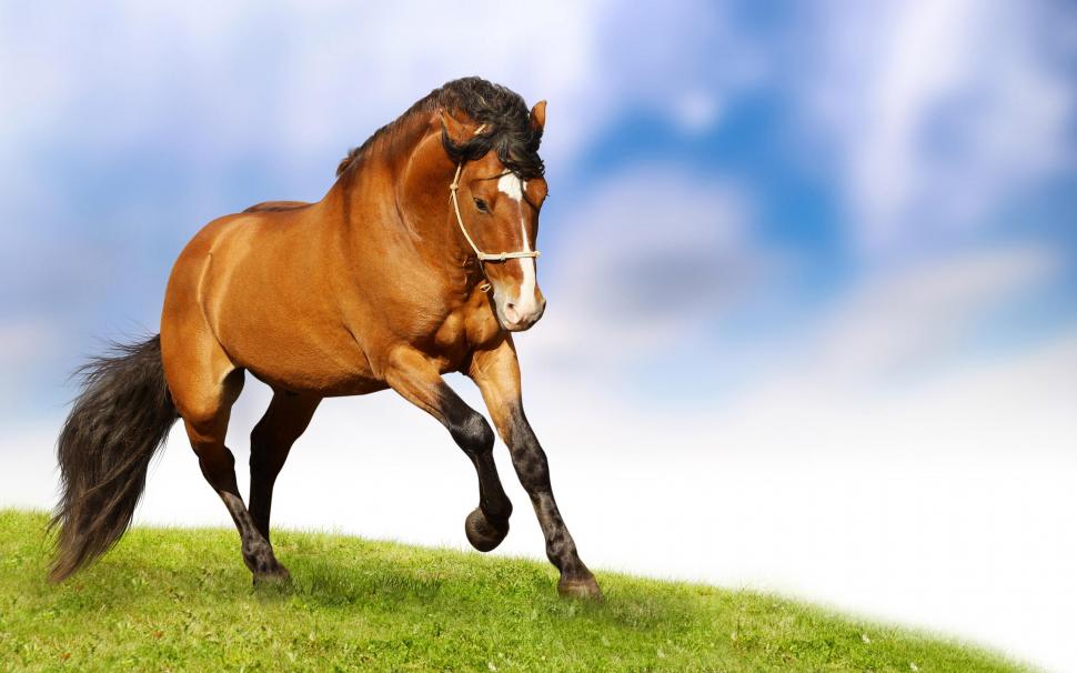 Born To Run wallpaper,horses HD wallpaper,brown HD wallpaper,free HD wallpaper,animals HD wallpaper,2560x1600 wallpaper