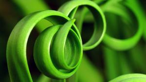 Green Macro Plant Hi Res s wallpaper thumb