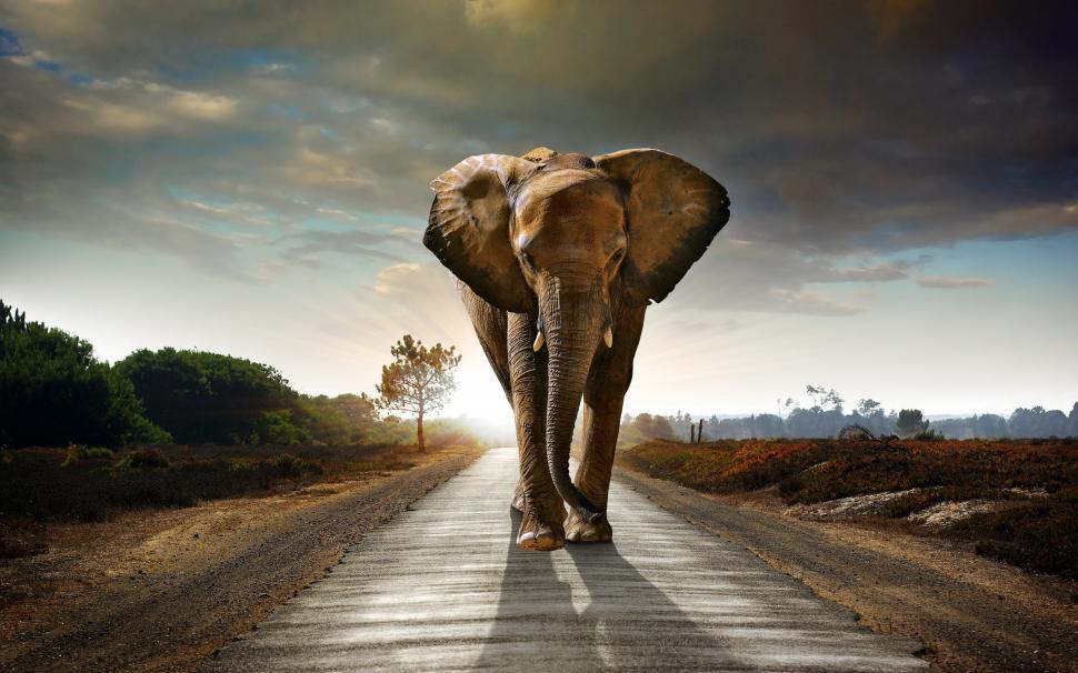 Elephant on road wallpaper,elephant HD wallpaper,road HD wallpaper,sky HD wallpaper,clouds HD wallpaper,bushes HD wallpaper,2880x1800 wallpaper