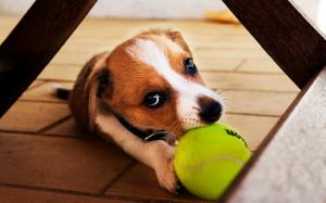 I retrieve the ball, the dog close-up wallpaper thumb