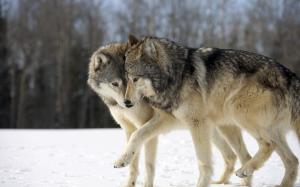 Two wolves playing wallpaper thumb