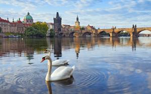 Prague, Czech Republic, Charles bridge, river, houses, Vltava, swans wallpaper thumb