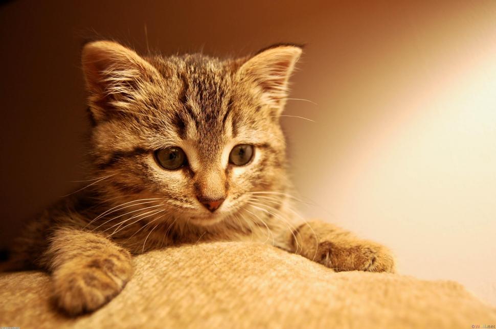 Kitten try to climb on the sofa wallpaper,kitten HD wallpaper,cat HD wallpaper,animal HD wallpaper,3008x2000 wallpaper