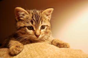 Kitten try to climb on the sofa wallpaper thumb