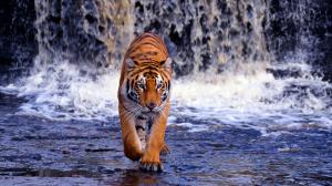 Tiger Bengal  1080p wallpaper thumb