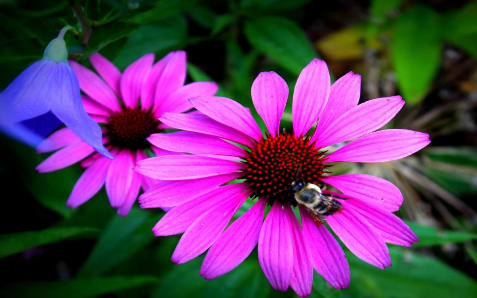 Beautiful Flower With Bumble Bee wallpaper,green HD wallpaper,center HD wallpaper,petals HD wallpaper,pink HD wallpaper,flower HD wallpaper,nature HD wallpaper,leaves HD wallpaper,darkpink HD wallpaper,animals HD wallpaper,daylight HD wallpaper,nature & HD wallpaper,1920x1200 wallpaper