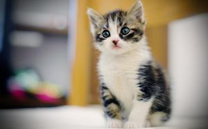 Cute furry kitten, face, eyes, blur background wallpaper thumb