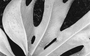 Leaf BW Water Drops HD wallpaper thumb