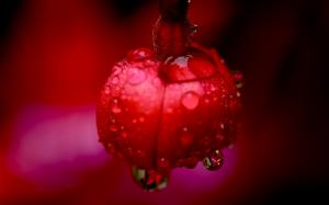 Flower Red Water Drops Macro HD wallpaper thumb