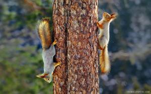 Eurasian red squirrels in Finland wallpaper thumb