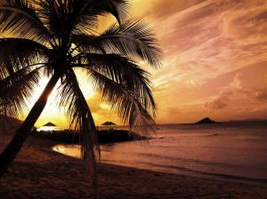 palm trees on the beach Beach beautiful ocean Palm Trees Sand sky sunset HD wallpaper thumb